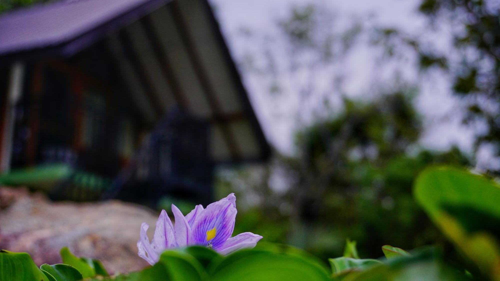 Sigiri Saat Cabana Sigiriya Exterior photo